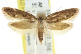 صورة <i>Telanepsia stictocrossa</i>