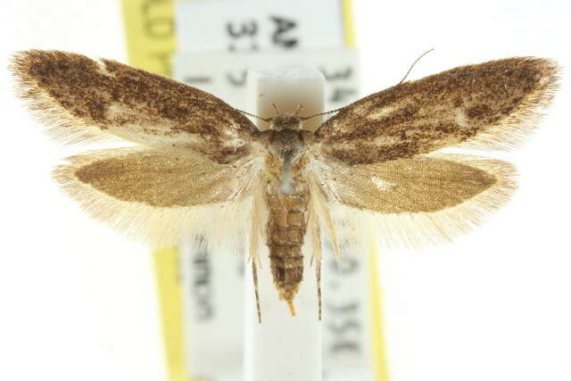 صورة <i>Telanepsia stictocrossa</i>