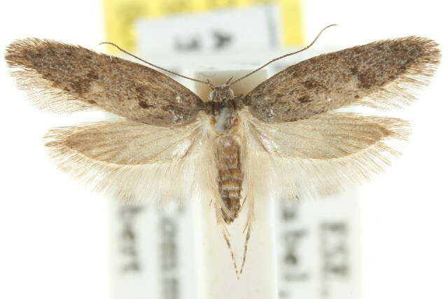 صورة <i>Telanepsia stictocrossa</i>