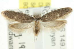 صورة <i>Telanepsia stictocrossa</i>