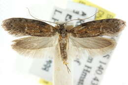 صورة Telanepsia