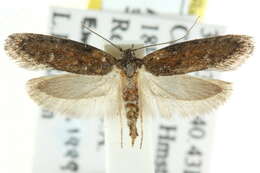 صورة Telanepsia