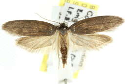 صورة Telanepsia