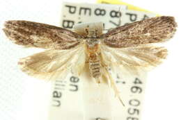 صورة Telanepsia