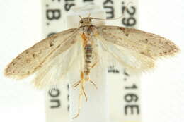 صورة Telanepsia