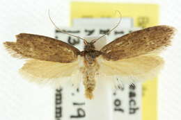 صورة Telanepsia