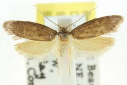 صورة Telanepsia