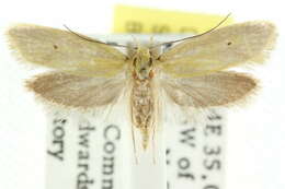 Image of <i>Cnecophora cinetica</i>