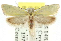 Image of Cnecophora