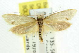 Image of <i>Diapatela thiopepla</i>