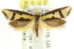 Image of <i>Diapatela semophanes</i>