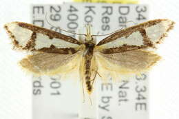 Image of <i>Diapatela semophanes</i>