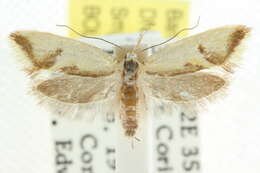 Image of <i>Thema chlorochyta</i>