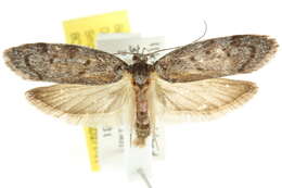 Image of <i>Ericrypsina ductaria</i>