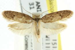 صورة Telanepsia