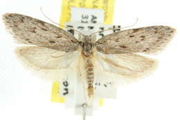 Image of <i>Philobota grammatica</i>