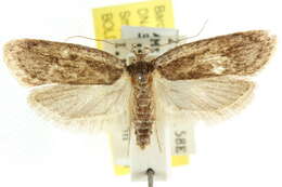 Image of <i>Acantholena dysaethria</i>