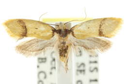 Image of <i>Olbonoma heterozona</i>