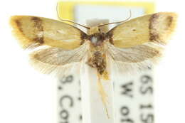 Image of <i>Olbonoma heterozona</i>