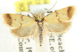 Image of <i>Heteroteucha anthodora</i>