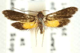 Image of Trichomoeris heterochrysa Meyrick 1922