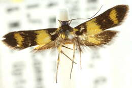 Image of Trichomoeris amphichrysa Meyrick 1913