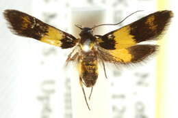 Image of Trichomoeris amphichrysa Meyrick 1913
