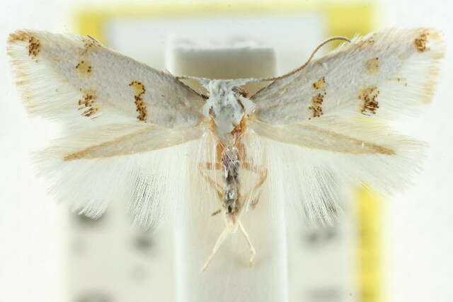 Notodryas aeria Meyrick 1897 resmi