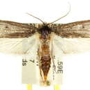 Image of Trisyntopa euryspoda