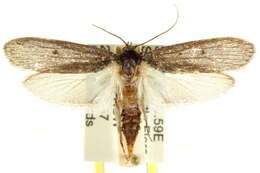 Image of Trisyntopa euryspoda