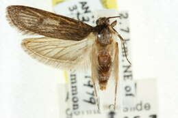 Image de Macrophara aneureta Turner 1946