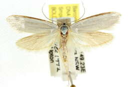 Image of Philobota chionoptera Meyrick 1884