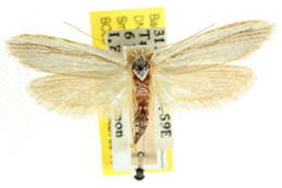 Image of Philobota chionoptera Meyrick 1884