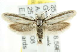 Image of <i>Philobota pilipes</i>