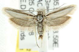 Image of <i>Philobota pilipes</i>