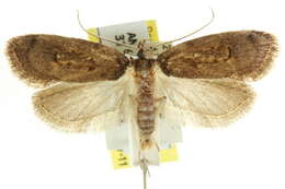 Image of <i>Philobota sordidella</i>