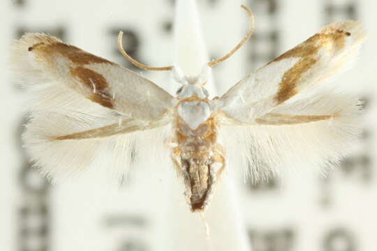 Image of Opostegoides gephyraea (Meyrick 1880) Davis 1989