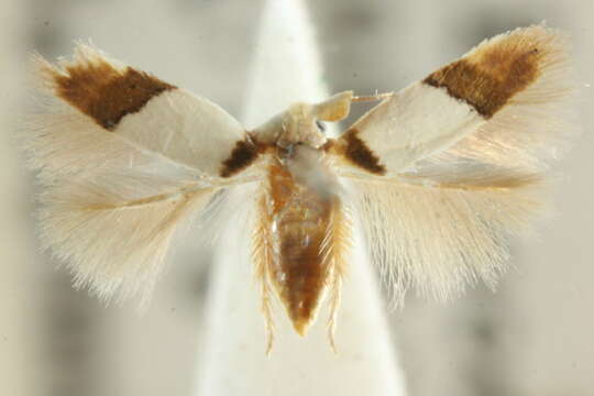 Image of Opostega
