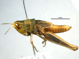 Orphulella resmi