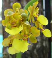 Image of dancinglady orchid