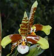 Image de Rossioglossum