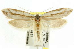 Image of Philobota glaucoptera Meyrick 1884