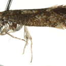 Image of Perthida