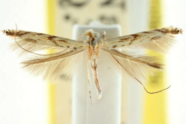 Lyonetia embolotypa Turner 1923的圖片