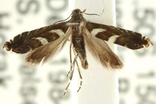 Image of Glyphipterix