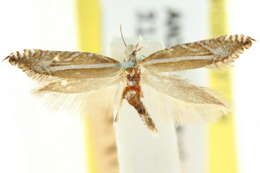 Image of Glyphipterix euthybelemna