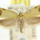 Image of Philobota haplogramma Turner 1917