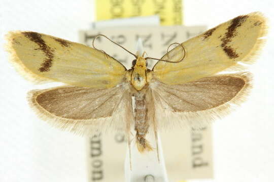 Image of Philobota haplogramma Turner 1917