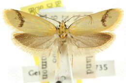 Image of Philobota haplogramma Turner 1917