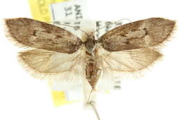 Image of Philobota orinoma Meyrick 1884